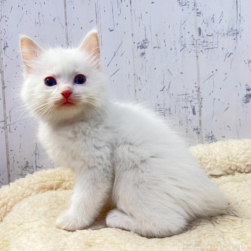 販売中の千葉県のラグドール-134722の4枚目