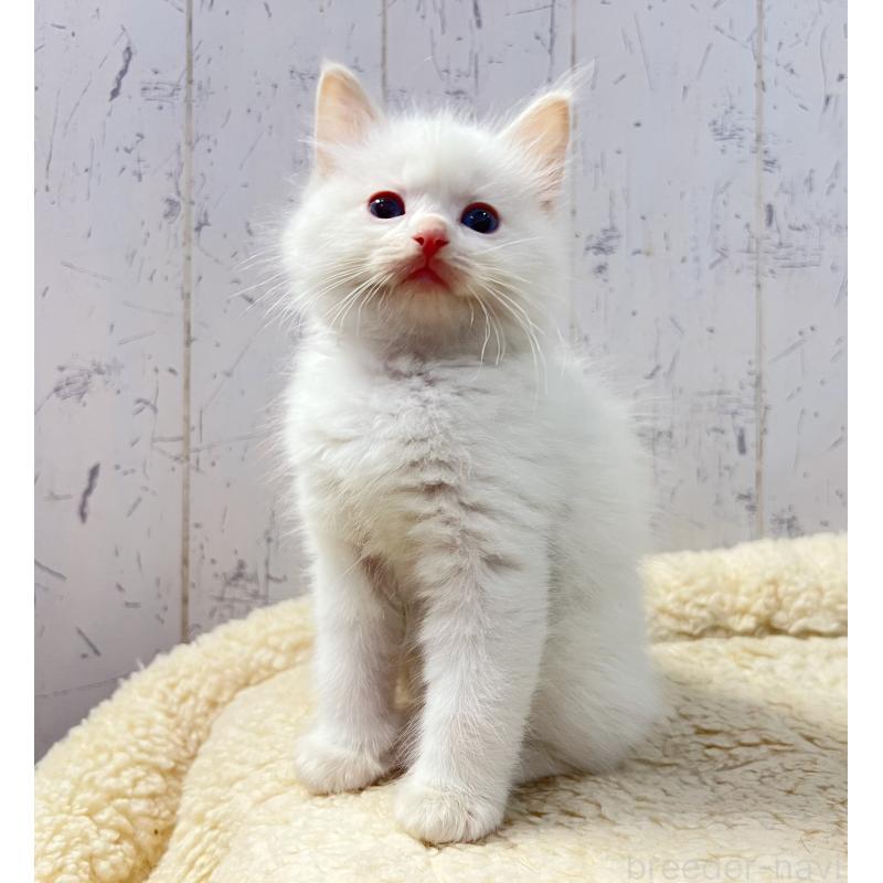 販売中の千葉県のラグドール-134722の3枚目