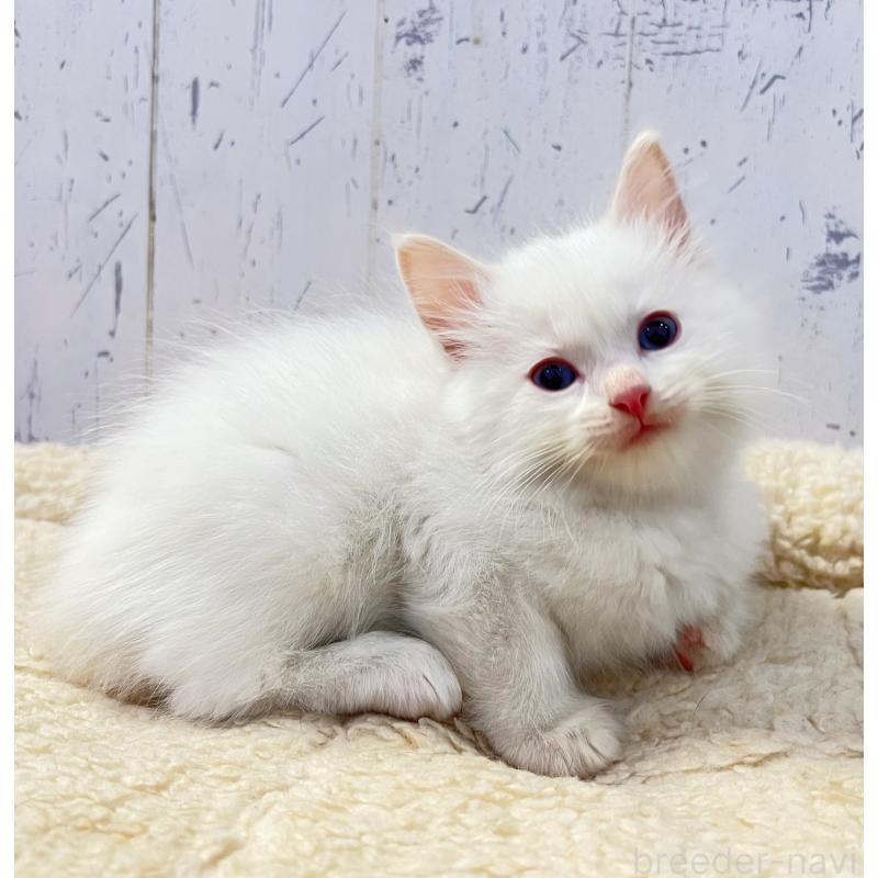 販売中の千葉県のラグドール-134722の2枚目