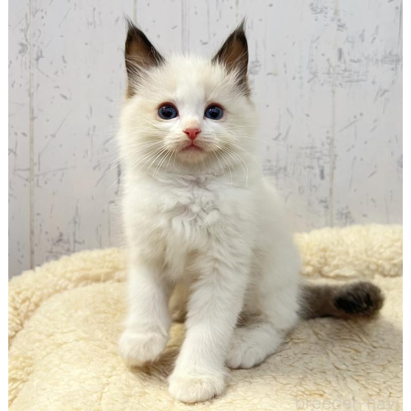 販売中の千葉県のラグドール-134723の1枚目