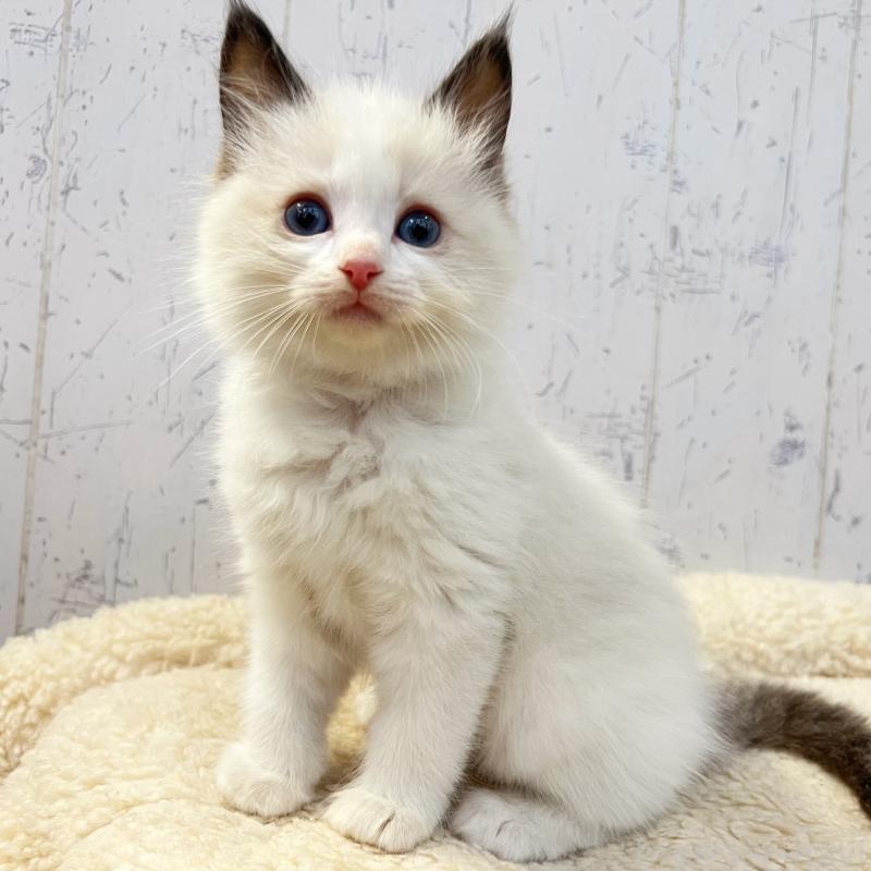 販売中の千葉県のラグドール-134723の5枚目