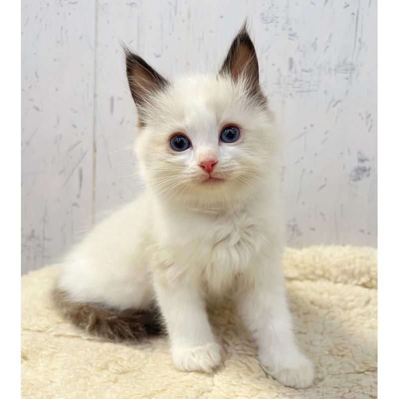 販売中の千葉県のラグドール-134723の4枚目