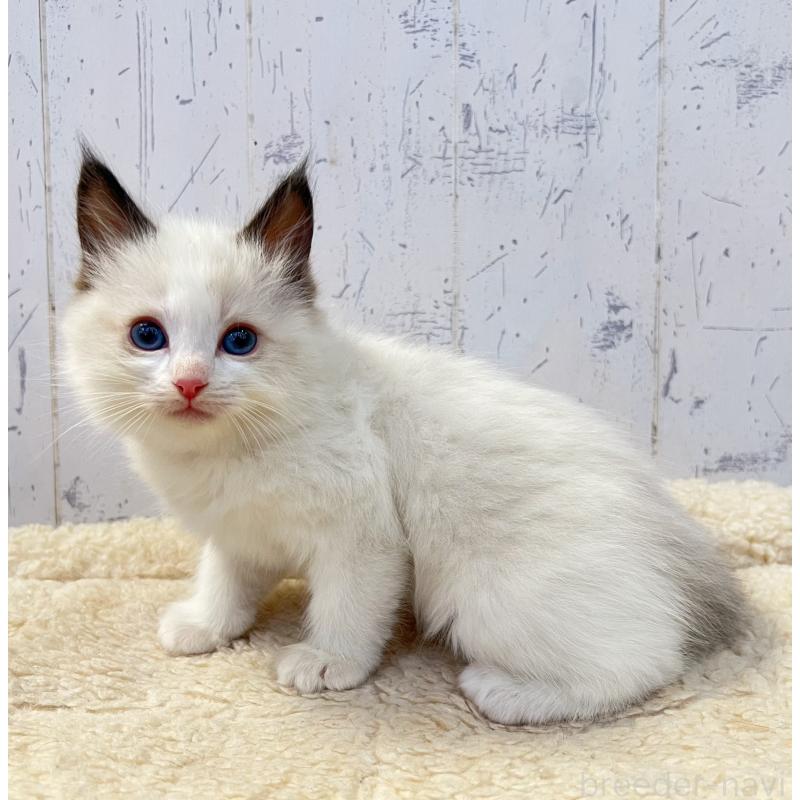 販売中の千葉県のラグドール-134723の3枚目