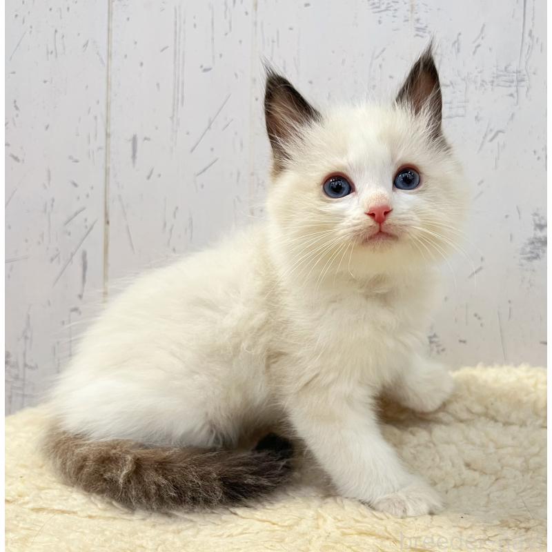 販売中の千葉県のラグドール-134723の2枚目