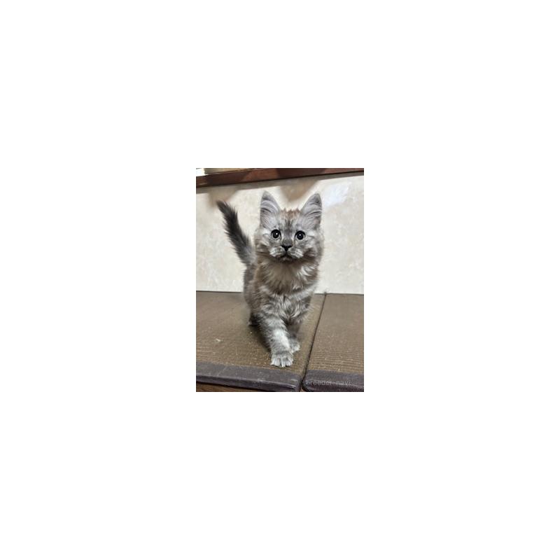 販売中の東京都のサイベリアン-132835の4枚目