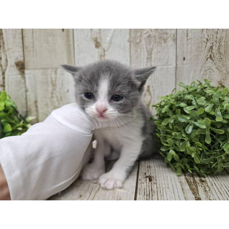 販売中の千葉県のブリティッシュショートヘア-134724の10枚目