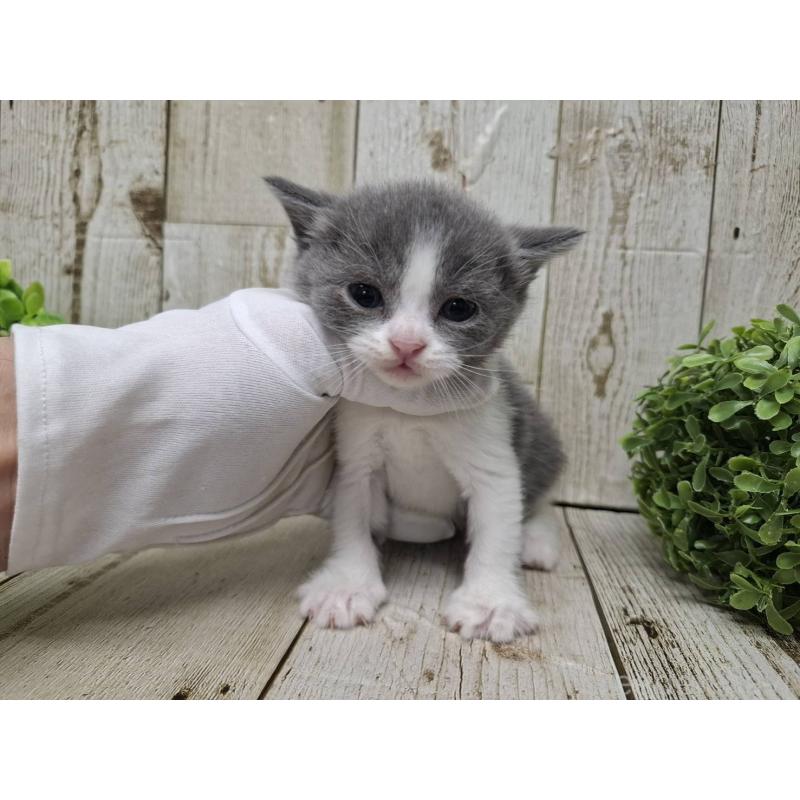 販売中の千葉県のブリティッシュショートヘア-134724の7枚目