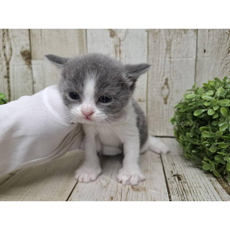 販売中の千葉県のブリティッシュショートヘア-134724の6枚目