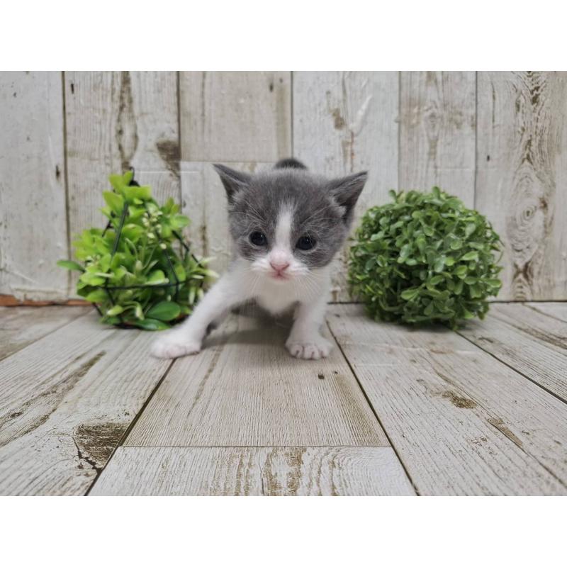 販売中の千葉県のブリティッシュショートヘア-134724の4枚目