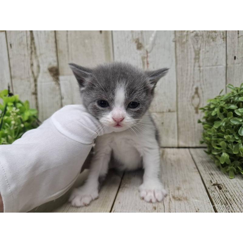 販売中の千葉県のブリティッシュショートヘア-134724の2枚目