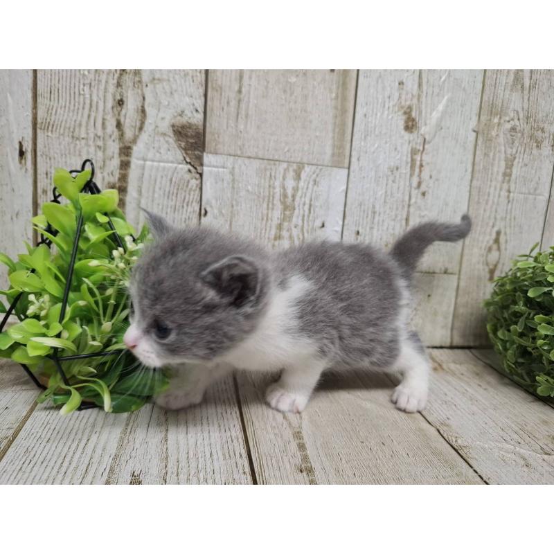 販売中の千葉県のブリティッシュショートヘア-134725の9枚目