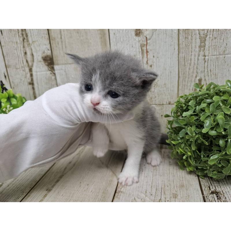 販売中の千葉県のブリティッシュショートヘア-134725の5枚目