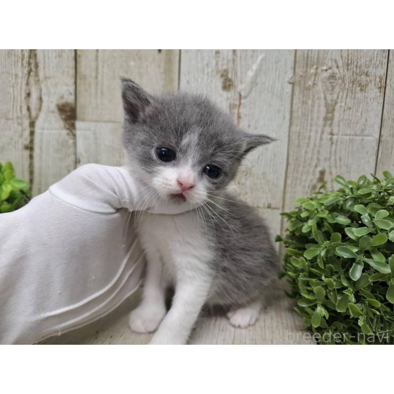 販売中の千葉県のブリティッシュショートヘア-134725の4枚目