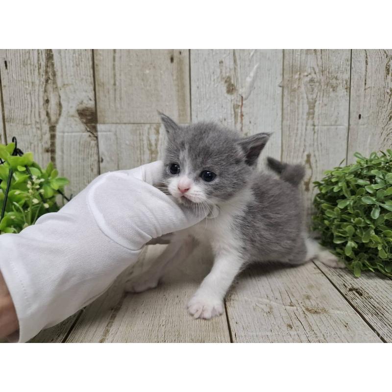 販売中の千葉県のブリティッシュショートヘア-134725の3枚目