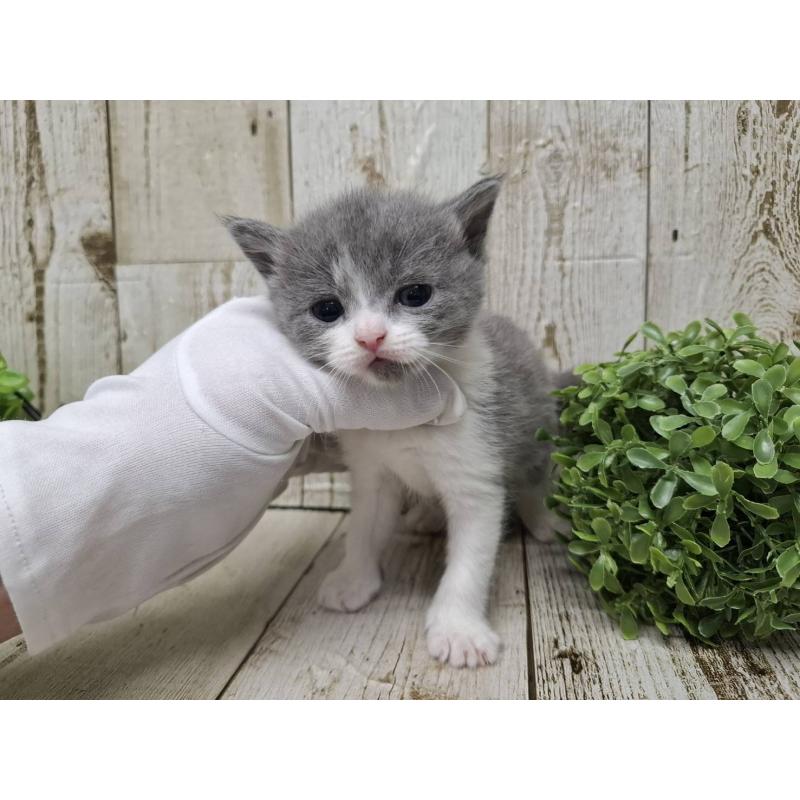 販売中の千葉県のブリティッシュショートヘア-134725の2枚目