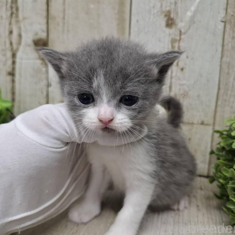 販売中の千葉県のブリティッシュショートヘア-134725の1枚目