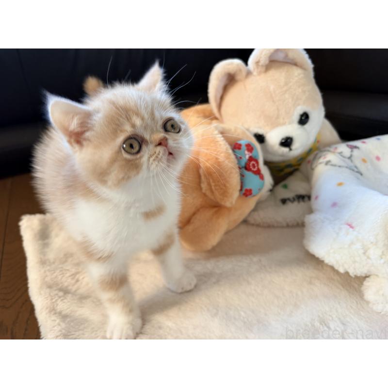 成約済の愛知県のエキゾチックショートヘア-133751の7枚目