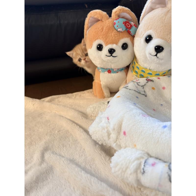 成約済の愛知県のエキゾチックショートヘア-133751の6枚目