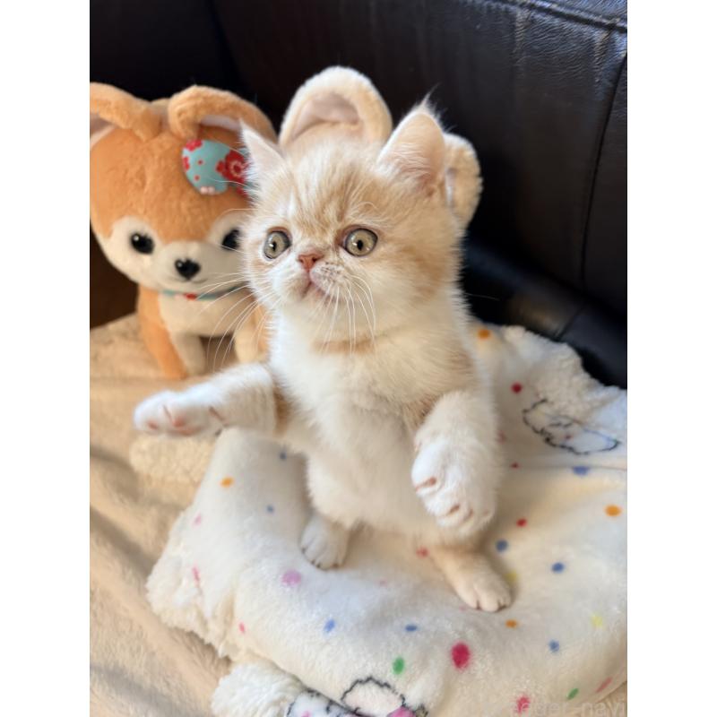 成約済の愛知県のエキゾチックショートヘア-133751の5枚目