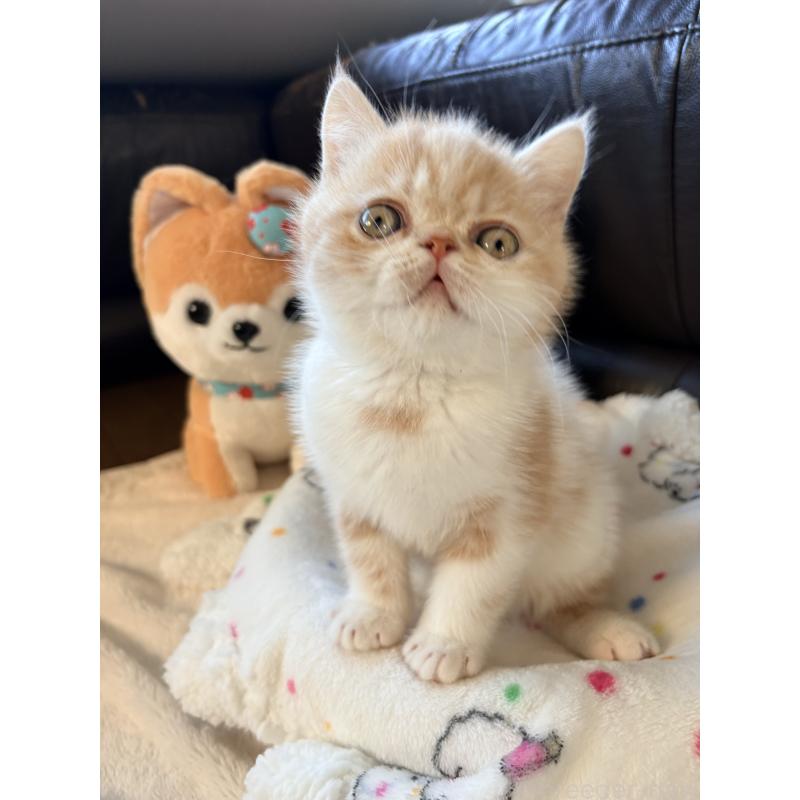 成約済の愛知県のエキゾチックショートヘア-133751の4枚目