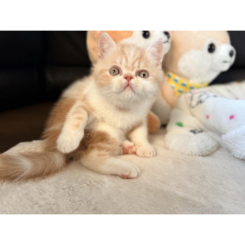 成約済の愛知県のエキゾチックショートヘア-133751の3枚目