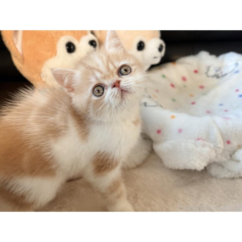 成約済の愛知県のエキゾチックショートヘア-133751の2枚目