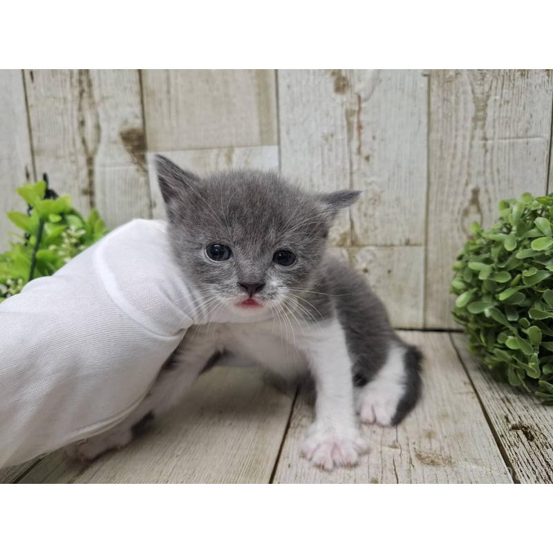 販売中の千葉県のブリティッシュショートヘア-134726の10枚目