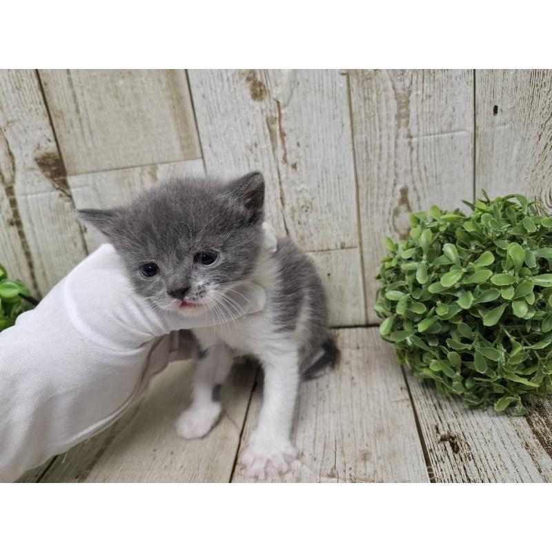 販売中の千葉県のブリティッシュショートヘア-134726の9枚目