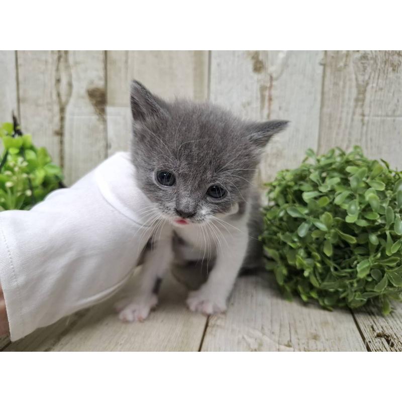 販売中の千葉県のブリティッシュショートヘア-134726の8枚目