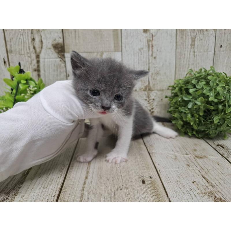 販売中の千葉県のブリティッシュショートヘア-134726の7枚目