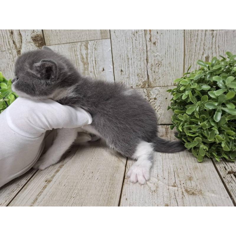 販売中の千葉県のブリティッシュショートヘア-134726の6枚目