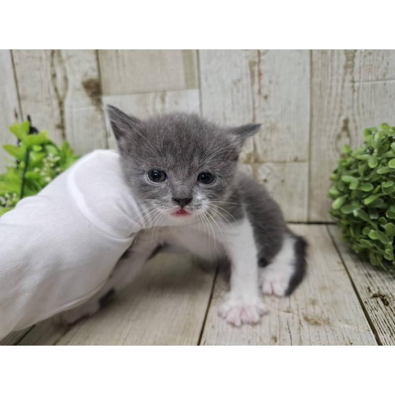 販売中の千葉県のブリティッシュショートヘア-134726の5枚目