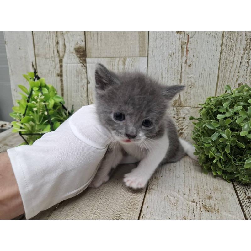 販売中の千葉県のブリティッシュショートヘア-134726の4枚目