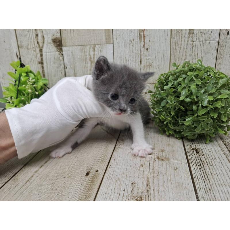 販売中の千葉県のブリティッシュショートヘア-134726の3枚目