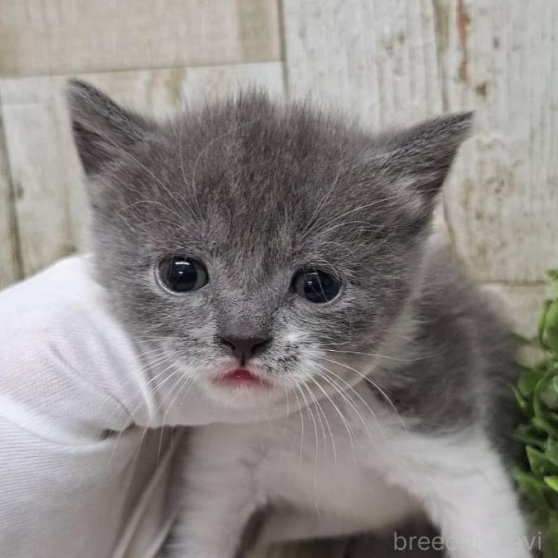 販売中の千葉県のブリティッシュショートヘア-134726