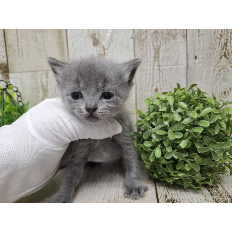 販売中の千葉県のブリティッシュショートヘア-134727の10枚目