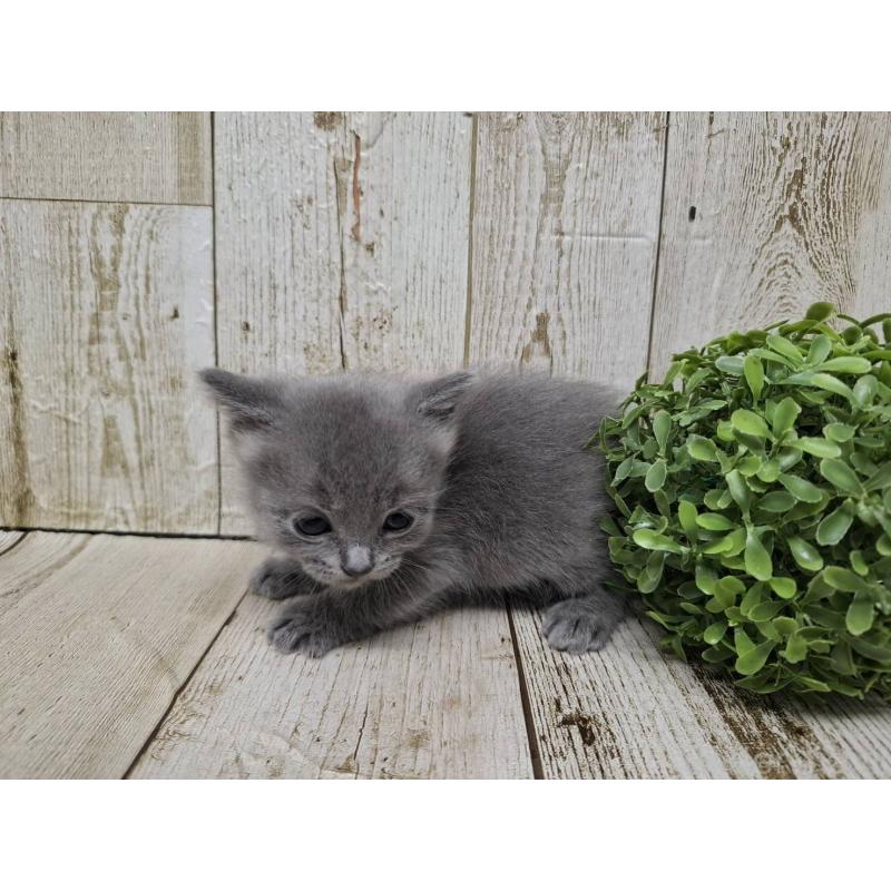 販売中の千葉県のブリティッシュショートヘア-134727の9枚目