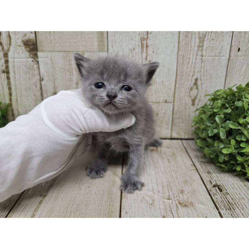 販売中の千葉県のブリティッシュショートヘア-134727の8枚目