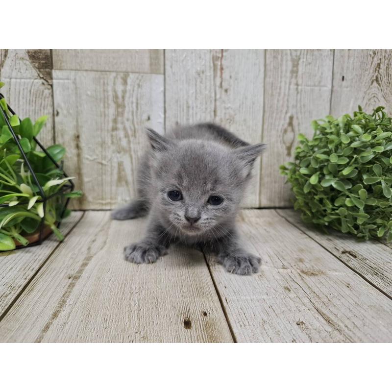 販売中の千葉県のブリティッシュショートヘア-134727の7枚目