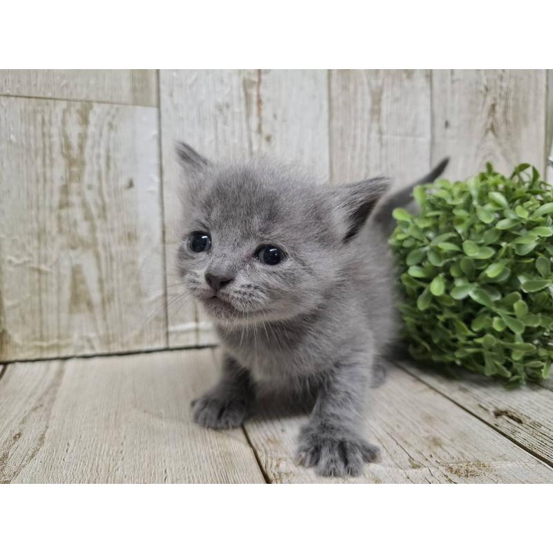 販売中の千葉県のブリティッシュショートヘア-134727の5枚目