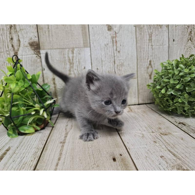 販売中の千葉県のブリティッシュショートヘア-134727の4枚目