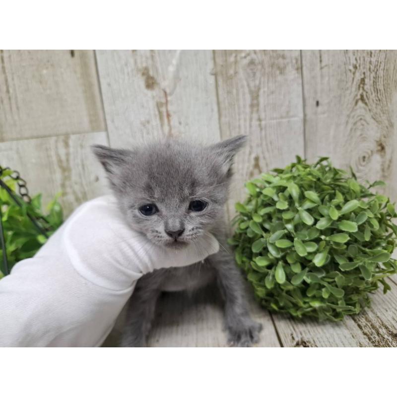 販売中の千葉県のブリティッシュショートヘア-134727の3枚目