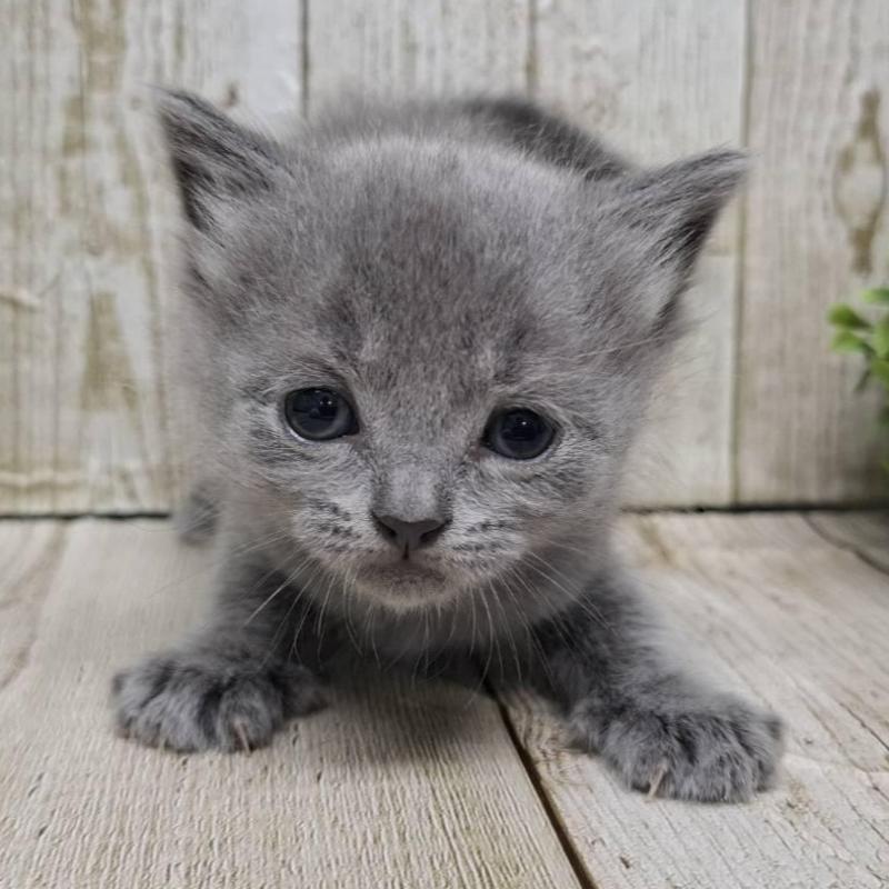 販売中の千葉県のブリティッシュショートヘア-134727