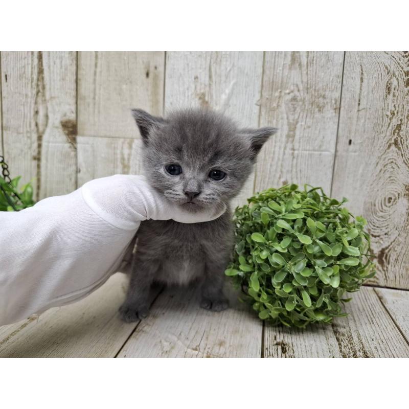 販売中の千葉県のブリティッシュショートヘア-134728の10枚目