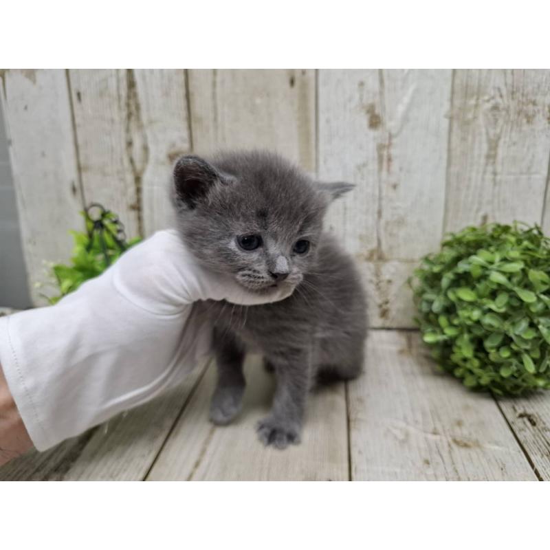 販売中の千葉県のブリティッシュショートヘア-134728の8枚目