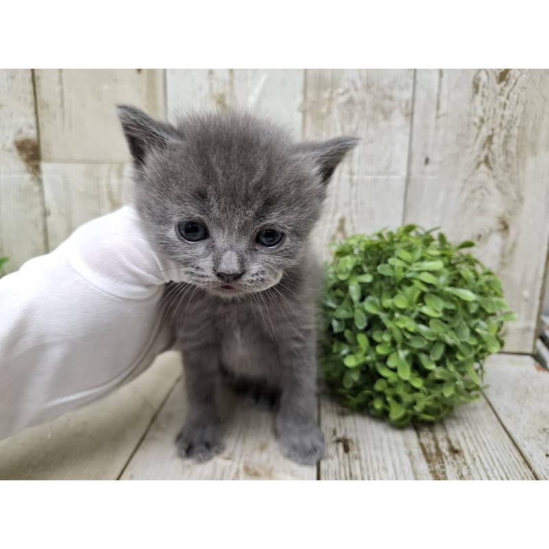 販売中の千葉県のブリティッシュショートヘア-134728の7枚目