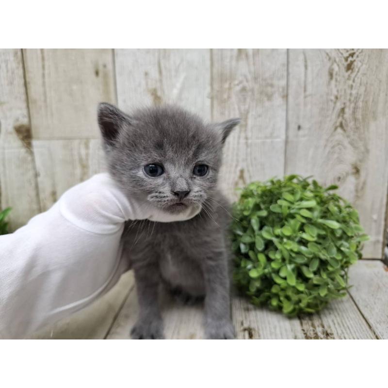 販売中の千葉県のブリティッシュショートヘア-134728の6枚目