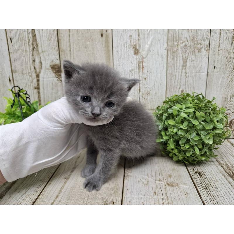 販売中の千葉県のブリティッシュショートヘア-134728の5枚目