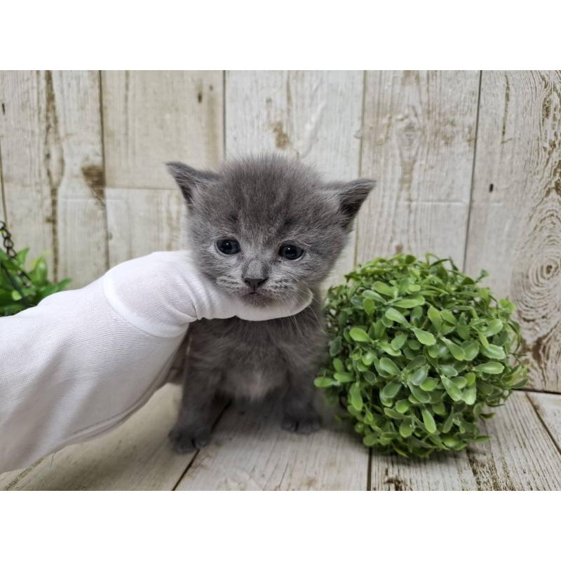 販売中の千葉県のブリティッシュショートヘア-134728の3枚目