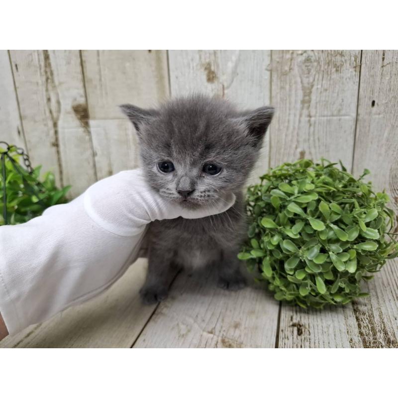 販売中の千葉県のブリティッシュショートヘア-134728の2枚目